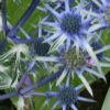 Eryngium bourgatti Graham Stuart Thomas - Abriachan Nurseries